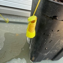 食虫植物　ネペンテス　ウツボカズラの画像