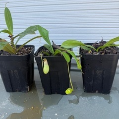 食虫植物　ネペンテス　ウツボカズラの画像