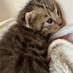 可愛い男の子女の子の子猫達です
