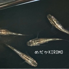 現物販売 シャンパンゴールドラメメダカ 2ペア ※2024年生ま...