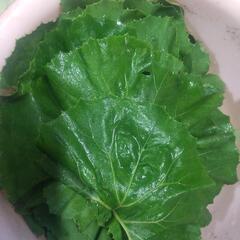 ふきの葉