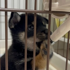 里親募集しております。（柴犬とコーギーMIX） − 埼玉県
