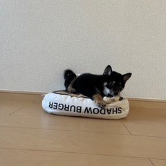 里親募集しております。（柴犬とコーギーMIX） - 犬