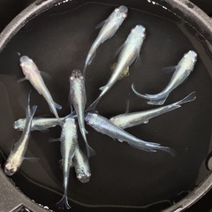 【みゆきメダカ若魚10匹】