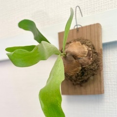 🉐値下！良型！オシャレなカフェや美容室に飾られてある板付けコウモリラン　の画像