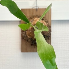 🉐値下！良型！オシャレなカフェや美容室に飾られてある板付けコウモリラン　の画像