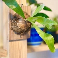 🉐値下！良型！オシャレなカフェや美容室に飾られてある板付けコウモリラン　の画像