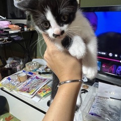 子猫の里親募集　　