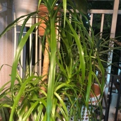 🪴【観葉植物】の画像