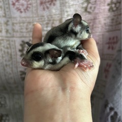 お迎え決まりました！ありがとうございました🙏フクロモモンガ　ベビー！その2、2匹決まりました！ゴールデンウィーク限定特別価格！1匹6000円！フクロモモンガ、フクモモ、モモンガ - ペット
