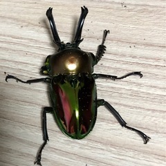 ギアスポリオン　ニジイロ　ギラファノコギリクワガタ　ケイスケ　　オス単品　の画像