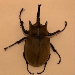 ギアスポリオン　ニジイロ　ギラファノコギリクワガタ　ケイスケ　　オス単品　の画像