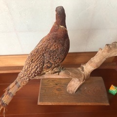 鳥の剥製🐦‍⬛の画像