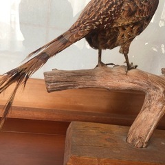 鳥の剥製🐦‍⬛の画像