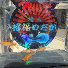 めだか　楊貴妃透明鱗鰭長1ペア+2 匹　種親クラスの画像