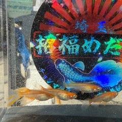 めだか　楊貴妃透明鱗鰭長1ペア+2 匹　種親クラスの画像