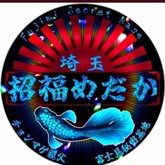 めだか　皇帝ダルマ　1ペア＋1匹
の画像