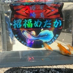 めだか　皇帝ダルマ　1ペア＋1匹
の画像