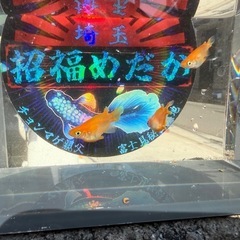 めだか　皇帝ダルマ　1ペア＋1匹
の画像