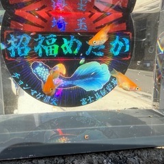 めだか　皇帝ダルマ　1ペア＋1匹
の画像