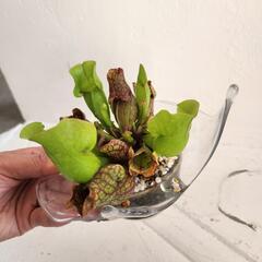食虫植物サラセニアプルプレア　ガラス鉢カバーの画像