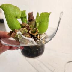食虫植物サラセニアプルプレア　ガラス鉢カバーの画像