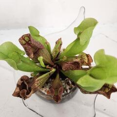 食虫植物サラセニアプルプレア　ガラス鉢カバーの画像