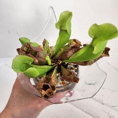 食虫植物サラセニアプルプレア　ガラス鉢カバーの画像