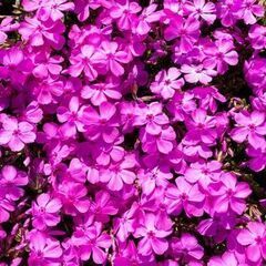 芝桜苗【ダニエルクッションピンク 25ポット】ガーデニングにピッ...
