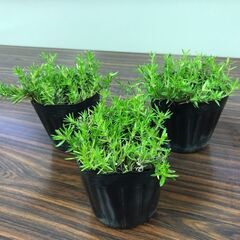 芝桜苗【ダニエルクッションピンク 25ポット】ガーデニングにピッタリのお花【9cmポット】の画像