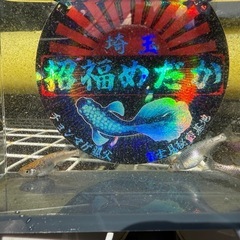 めだか　ウリエル10匹 の画像