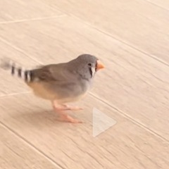 キンカチョウ