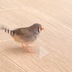 ランキングキーワードに紐づく投稿画像-インコ