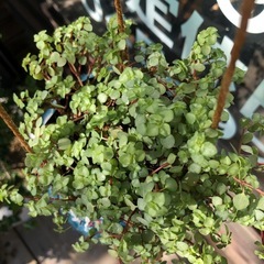 ピレア　グラウカ　観葉植物の画像