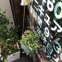 ピレア　グラウカ　観葉植物の画像