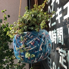 ピレア　グラウカ　観葉植物の画像