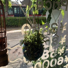 ピレア　グラウカ　観葉植物の画像