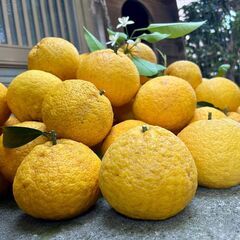 なつみかん　夏みかん　夏蜜柑　1個