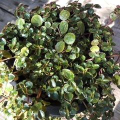 観葉植物　ピレア ディプレッサの画像