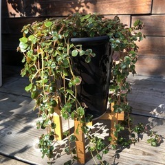 観葉植物　ピレア ディプレッサの画像