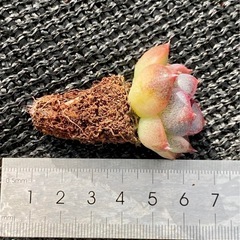 【500円で6個】
多肉小苗　アメジスト 土付き エケベリア 多肉植物 韓国苗①の画像