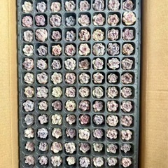 【500円で6個】
多肉小苗　アメジスト 土付き エケベリア 多肉植物 韓国苗①の画像