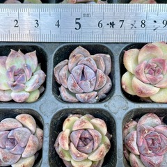 【500円で6個】
多肉小苗　アメジスト 土付き エケベリア 多肉植物 韓国苗①の画像