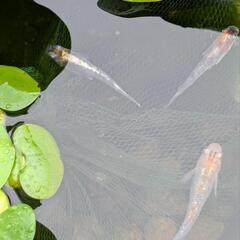 三色ラメみゆき体外光
