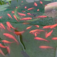 金魚（出目金と和金のミックス）ランダム10匹