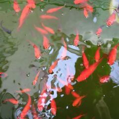 金魚（出目金と和金のミックス）ランダム10匹