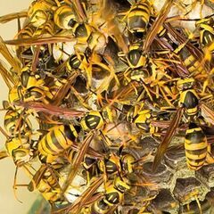 見えない場所に潜む、蜂の巣駆除は蜂駆除専門【蜂駆除ヘルパー２４ ...
