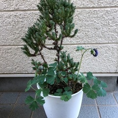 コニファーとミヤマオダマキ寄せ植え