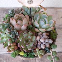 多肉植物　寄せ植え