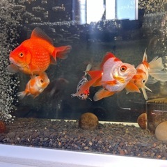 金魚　5匹の画像